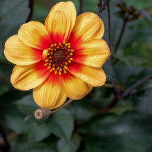 Dahlia - Sunshine